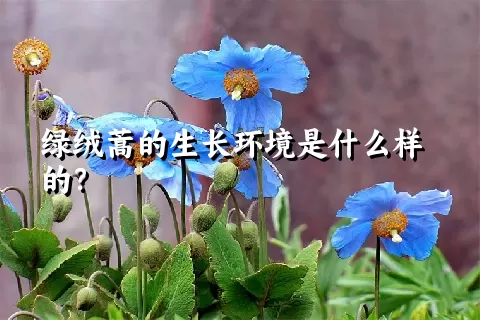 绿绒蒿的生长环境是什么样的？