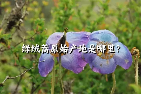 绿绒蒿原始产地是哪里？
