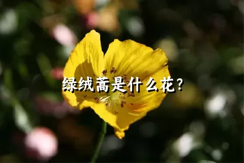 绿绒蒿是什么花？