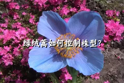 绿绒蒿如何控制株型？