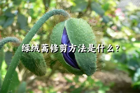 绿绒蒿修剪方法是什么？