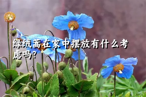 绿绒蒿在家中摆放有什么考虑吗？