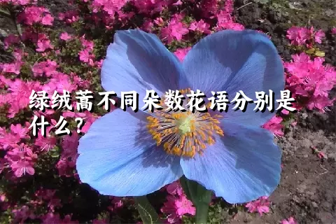 绿绒蒿不同朵数花语分别是什么？