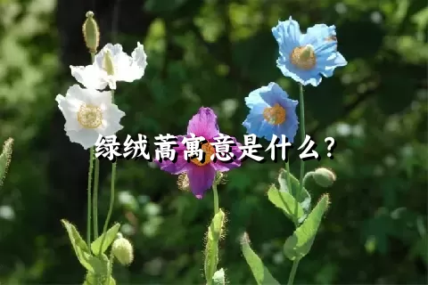 绿绒蒿寓意是什么？