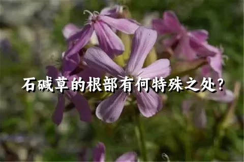 石碱草的根部有何特殊之处？