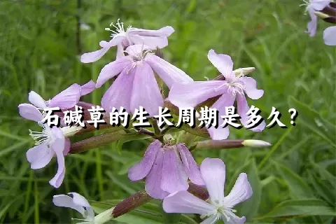 石碱草的生长周期是多久？