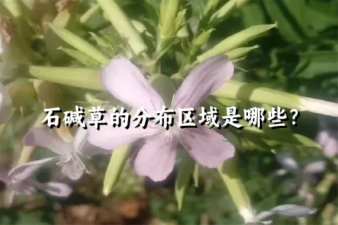 石碱草的分布区域是哪些？