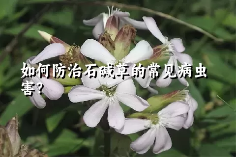 如何防治石碱草的常见病虫害？