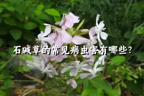石碱草的常见病虫害有哪些？