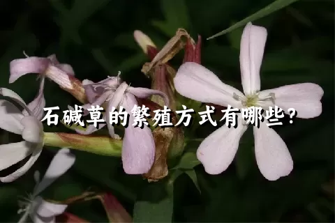 石碱草的繁殖方式有哪些？