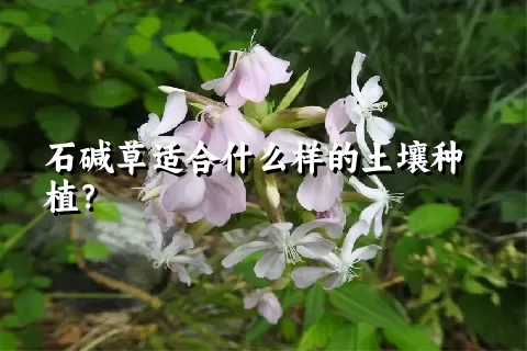 石碱草适合什么样的土壤种植？