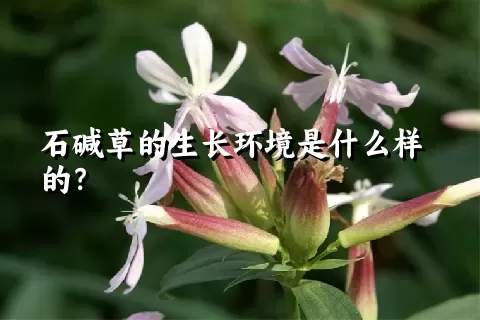 石碱草的生长环境是什么样的？
