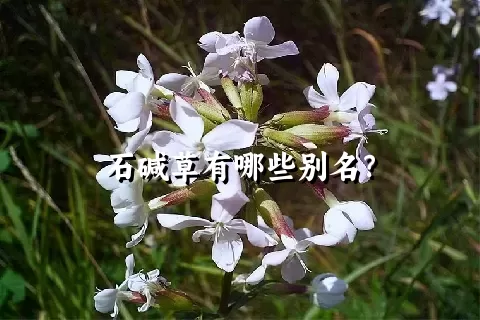 石碱草有哪些别名？