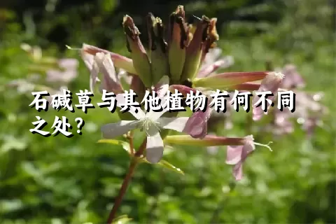 石碱草与其他植物有何不同之处？