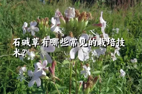 石碱草有哪些常见的栽培技术？