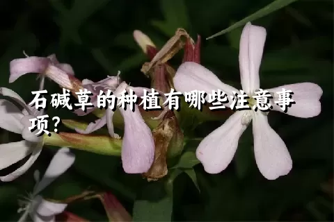 石碱草的种植有哪些注意事项？