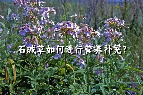 石碱草如何进行营养补充？