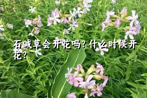 石碱草会开花吗？什么时候开花？