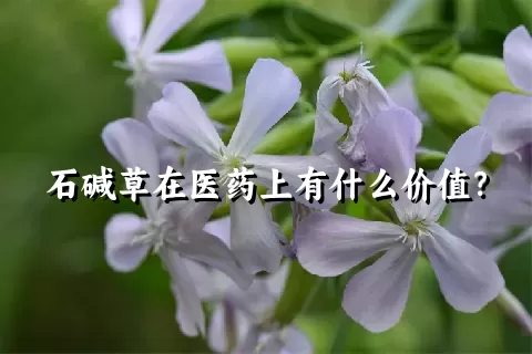 石碱草在医药上有什么价值？