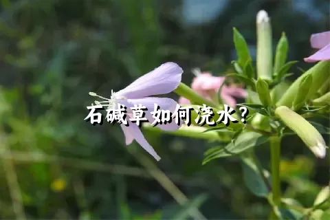石碱草如何浇水？
