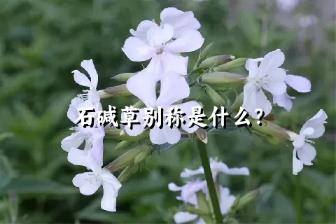 石碱草别称是什么？