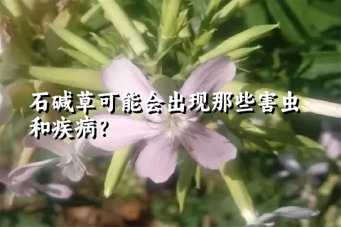 石碱草可能会出现那些害虫和疾病？