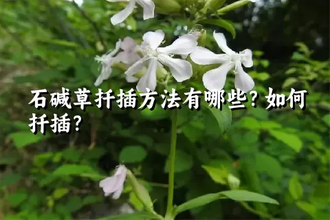 石碱草扦插方法有哪些？如何扦插？