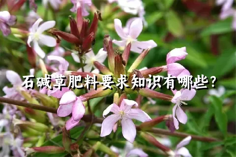 石碱草肥料要求知识有哪些？