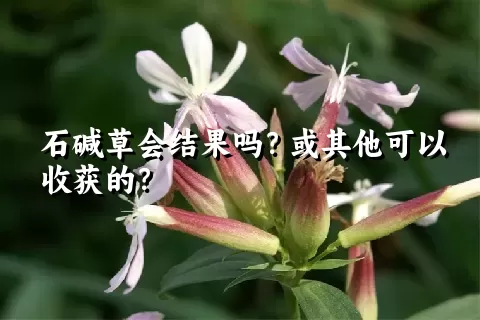 石碱草会结果吗？或其他可以收获的？