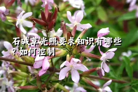 石碱草光照要求知识有哪些？如何控制