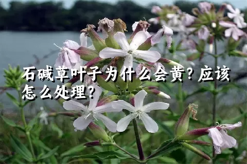 石碱草叶子为什么会黄？应该怎么处理？