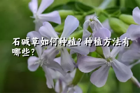 石碱草如何种植？种植方法有哪些？