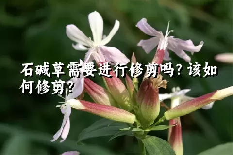 石碱草需要进行修剪吗？该如何修剪？