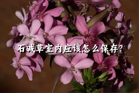 石碱草室内应该怎么保存？