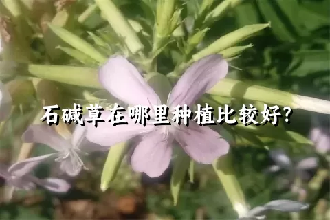 石碱草在哪里种植比较好？