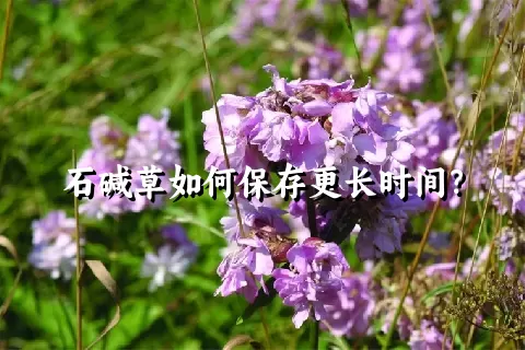 石碱草如何保存更长时间？