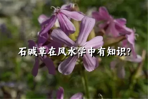 石碱草在风水学中有知识？