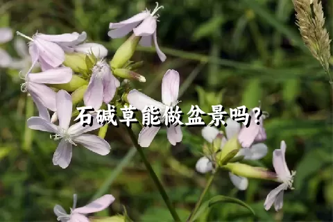 石碱草能做盆景吗？