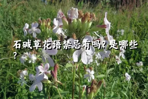 石碱草花语禁忌有吗？是哪些？