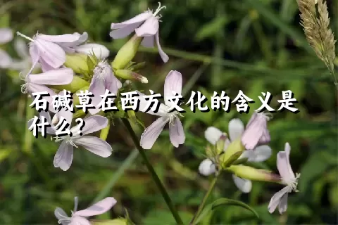 石碱草在西方文化的含义是什么？