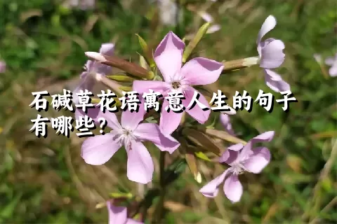 石碱草花语寓意人生的句子有哪些？