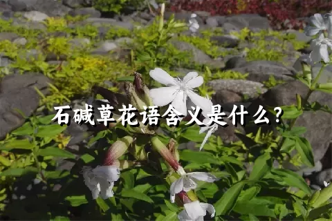 石碱草花语含义是什么？
