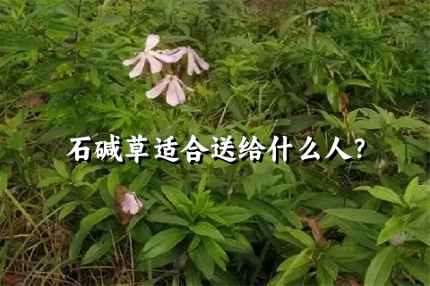 石碱草适合送给什么人？