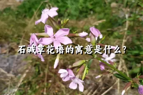 石碱草花语的寓意是什么？