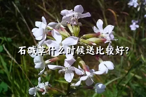 石碱草什么时候送比较好？