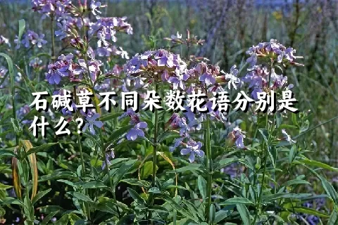 石碱草不同朵数花语分别是什么？