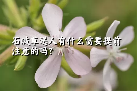 石碱草送人有什么需要提前注意的吗？