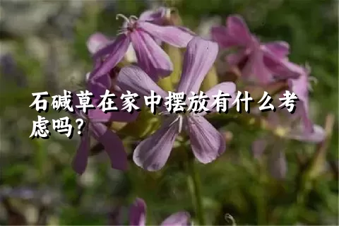 石碱草在家中摆放有什么考虑吗？