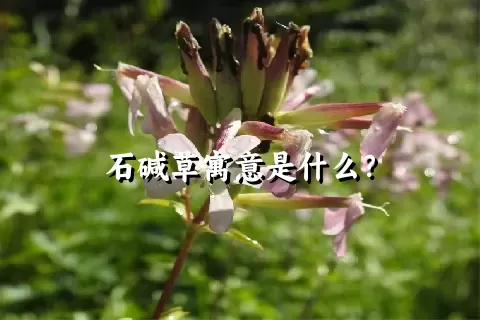 石碱草寓意是什么？