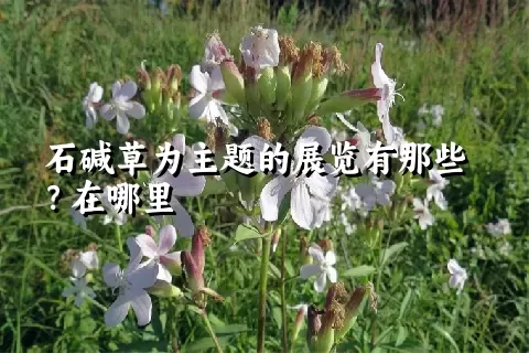 石碱草为主题的展览有那些？在哪里